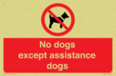 no-dogs-except-assistance-dogs~